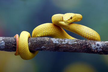 White lipped tree viper in colourful blue background