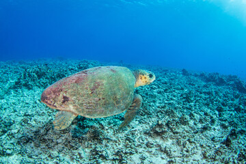 Obraz na płótnie Canvas Green sea turtle on the reef 