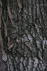 Fototapeta premium Background oak bark covered with moss.