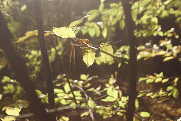 leaves turn yellow on trees in autumn