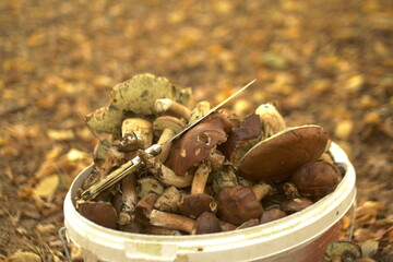 a full bucket of mushrooms