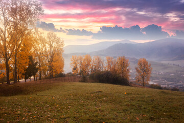 Fototapeta premium autumn in the carpathian mountains at sunrise. foggy morning in the rural valley of volovets. trees in yellow foliage on the grassy hillside meadow