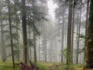 Mystic atmosphere fog hanging in pine tree forest, black forest, Germany