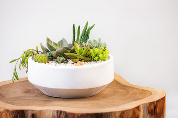Group of succulent and cactus arrangement decor element clay pot