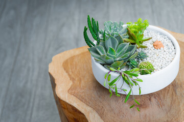 Group of succulent and cactus arrangement decor element clay pot