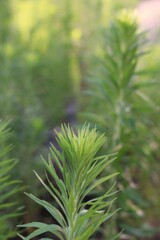 close up of pine needles