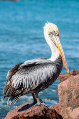 close up portrait of pelin in paracas national park, peru