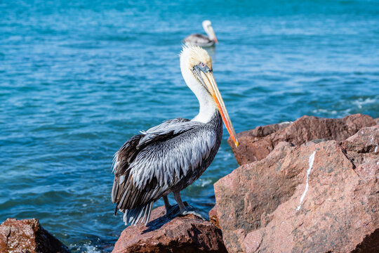 close up portrait of pelin in paracas national park, peru