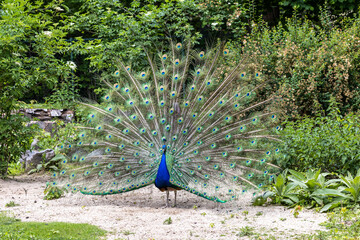 Indian Peacock or Blue Peacock, Pavo cristatus