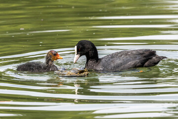 The Eurasian coot, Fulica atra swimming on the Kleinhesseloher Lake at Munich, Germany