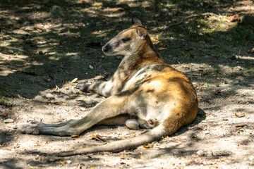 The agile wallaby, Macropus agilis also known as the sandy wallaby