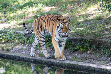 The Siberian tiger,Panthera tigris altaica in a park