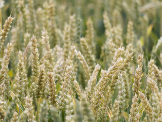 A close-up of a wheat field just before harvest