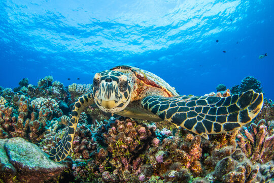 Hawksbill sea turtle