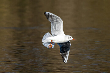 The European Herring Gull, Larus argentatus is a large gull