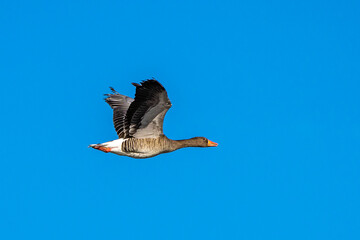 The flying greylag goose, Anser anser is a species of large goose