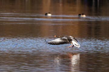 The flying greylag goose, Anser anser is a species of large goose