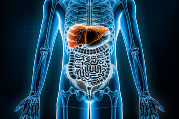 Liver 3D rendering illustration. Anterior or front view of the human digestive system and gastrointestinal tract or bowels. Anatomy, medical, biology, science, healthcare, hepatic disease concepts. - obrazy, fototapety, plakaty