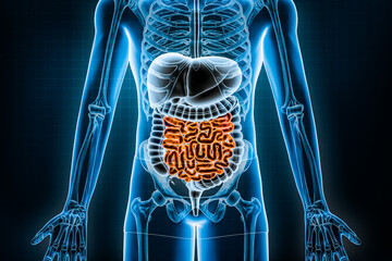 Human digestive system and gastrointestinal tract 3D rendering illustration. Anterior or front view of small intestine or bowel. Anatomy, medical, biology, healthcare, colitis disease concepts. - obrazy, fototapety, plakaty