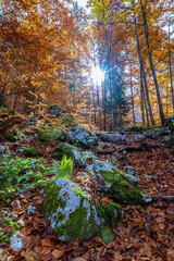 Foliage in the woods of Julian Alps