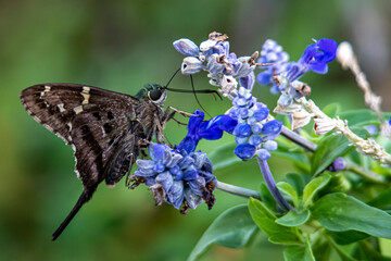 Fototapeta premium Skipjack on flower