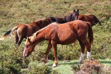 Obraz premium Caballos