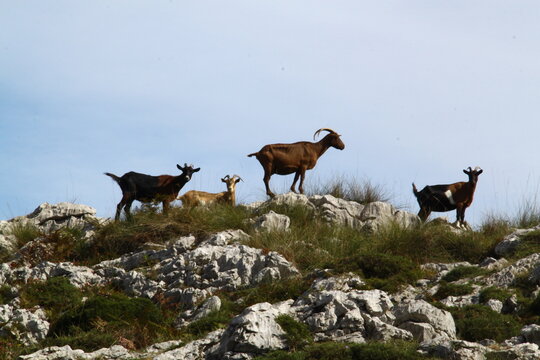 Cabras 