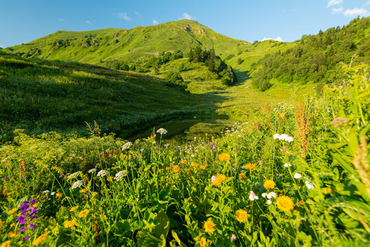 bright green vegetation in summer mountain landscapes
