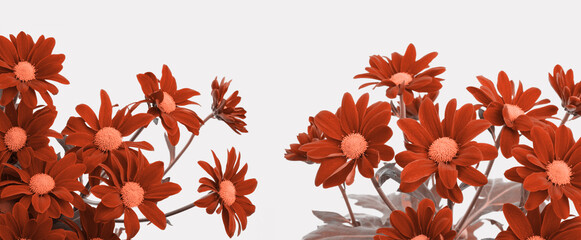 Red asters  bouquet  on beige gray horizontal long background.