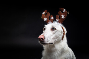 Portrait of a thoroughbred dog in a deer antler hat, highlighted on a black background.