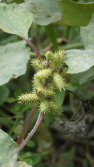 Closeup of seeds of Xanthium strumarium also known Ditchbur,Noogoora, Common, Rough, Burweed, European, Noogoora Burr,Noogoora bur, Sheeps bur.