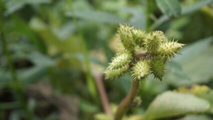 Closeup of seeds of Xanthium strumarium also known Ditchbur,Noogoora, Common, Rough, Burweed, European, Noogoora Burr,Noogoora bur, Sheeps bur.