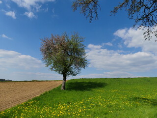 Fototapeta na wymiar blühender Apfelbaum im Frühling mit Himmel