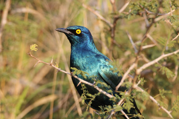 Cape Glossy Starling, Mkhuze, South Africa