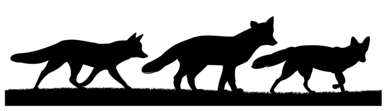 Foxes are coming. Animal silhouette. Wild life picture. Isolated on white background. Vector.