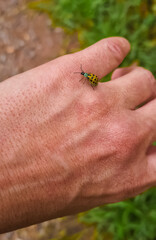 Spotted Cucumber Beetle
(Diabrotica undecimpunctata), on a woman's hand.