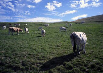 grazing cows 1