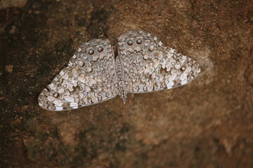 butterfly on the rock