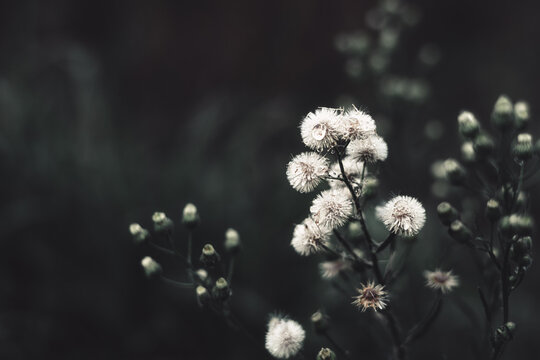 Dandelion Flowers On Dark Moody Style