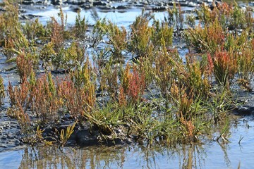 Europäischer Queller (Salicornia europaea agg.) im Nationalpark Wattenmeer.