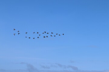 Auffliegende Nonnengänse (Branta leucopsis) im ostfriesischen Watt