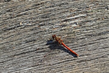 Männliche Große Heidelibelle (Sympetrum striolatum).