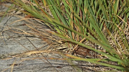 Junge Kreuzotter (Vipera berus) im Moor