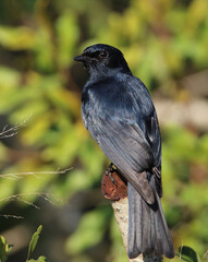 Southern Black Flycatcher, Mkhuze, South Africa