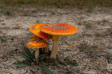 Grzyby muchomory kolorowe © KoLesfot