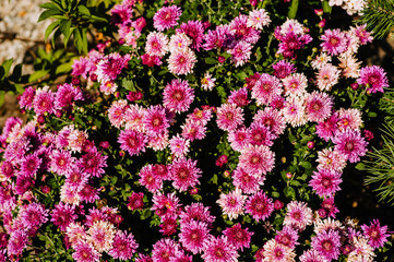 Background, texture of pink chrysanthemums growing in the garden. Photography of nature.