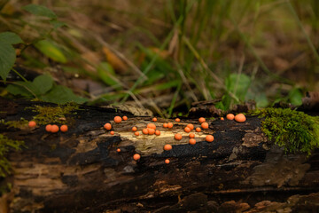 Pomarańczowe grzyby na pniu © KoLesfot