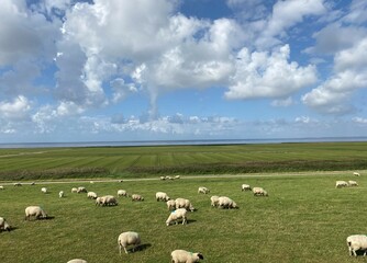 Obraz premium Sheep grazing next to the Hindenburg dam on the way to the island of Sylt