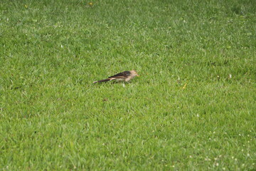 cuckoo on the ground