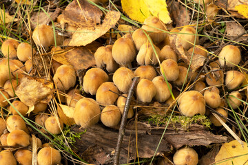 Forest poisonous toadstool, a large cluster of poisonous hallucinogenic mushrooms in an ancient forest in the countryside.